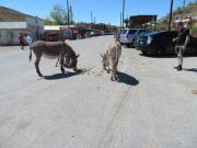 Oatman (5).JPG